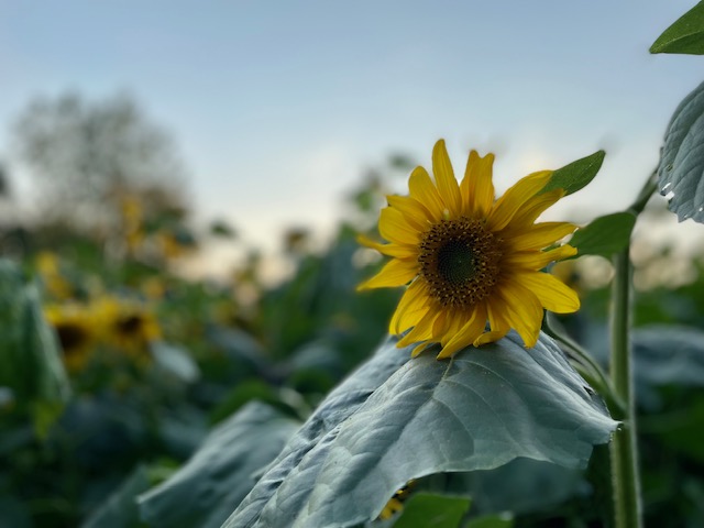 closeup of yellow sunflower in a field